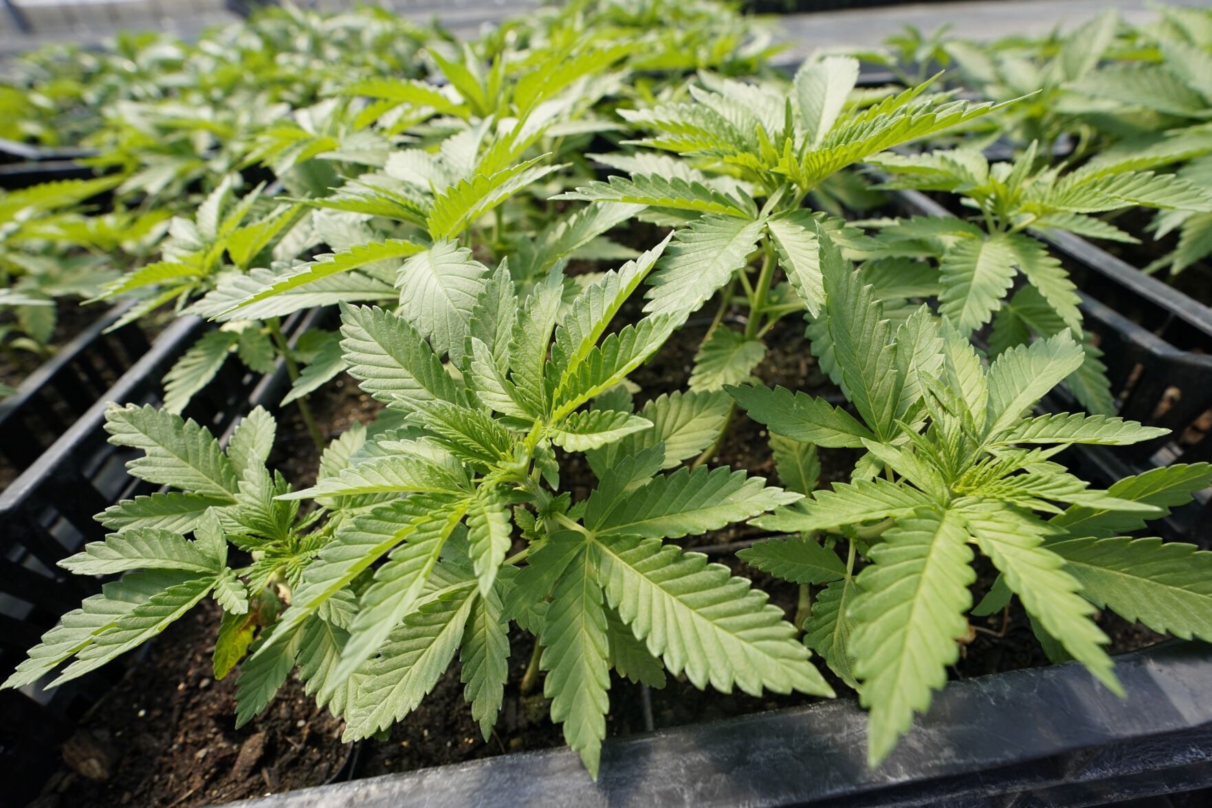 Marijuana
